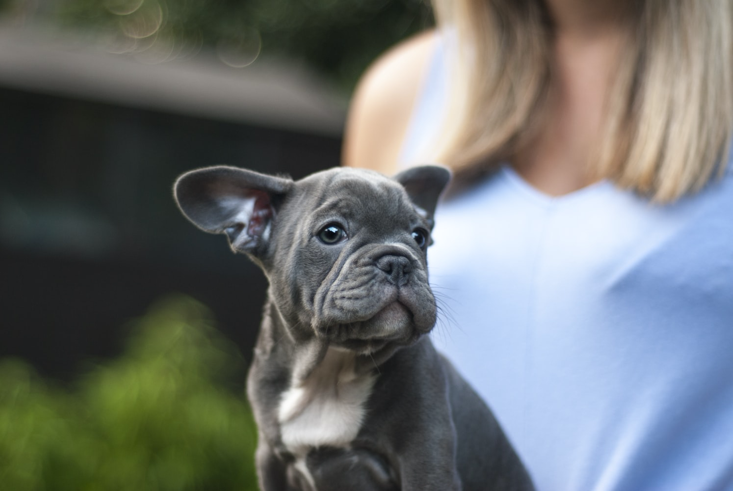 A French Bulldog puppy with a woman standing behind him