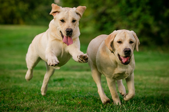 two yellow Labrador Retrievers running in the field