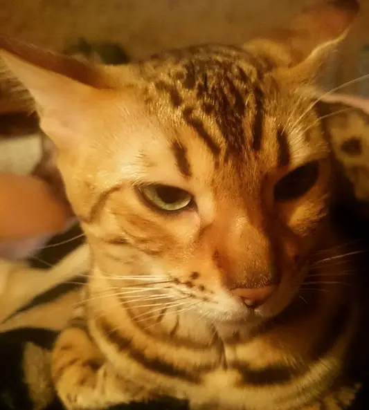 tired face of a Bengal Cat