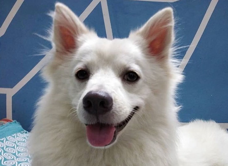 Top 200 Indian Hindu Dog Names Male Female Names The Paws