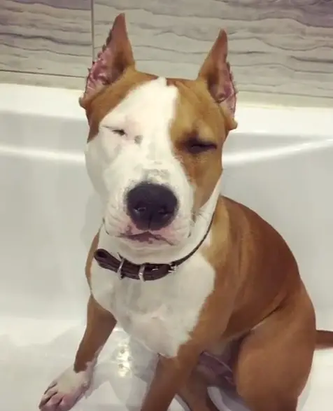 A Staffordshire Bull Terrier sitting in the bathtub with its eyes closed