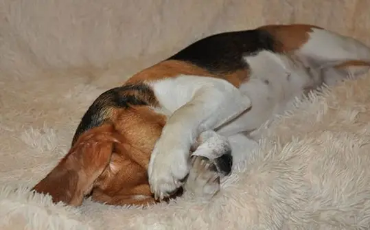 A Beagle sleeping on the bed while covering its face with its paws