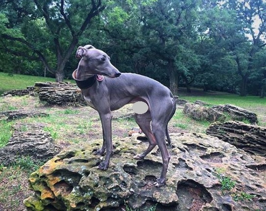 An Italian Greyhound standing on top of the large rock at the park