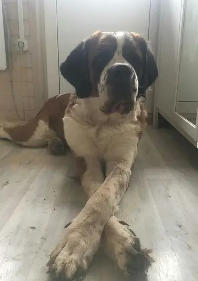 A St. Bernard lying on the floor with its two front legs crossed