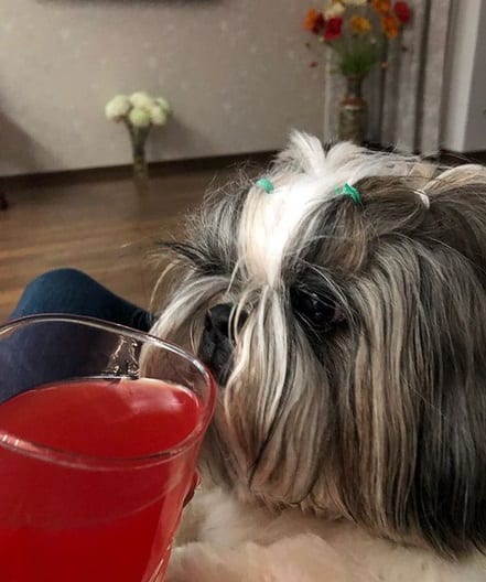 Shih Tzu smelling a glass of juice
