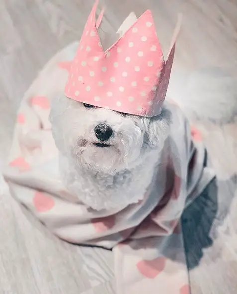 A Bichon Frise wearing a pink crown while sitting on the blanket under the sun