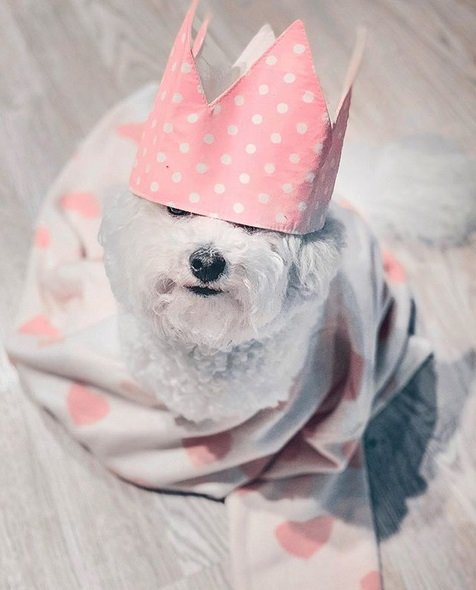 A Bichon Frise wearing a pink crown while sitting on the blanket under the sun