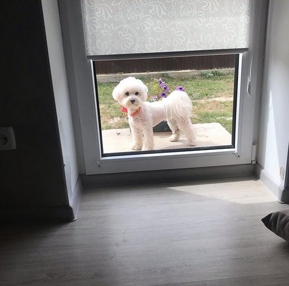 A Bichon Frise standing behind the glass door from the outside