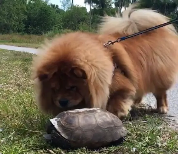 A Chow Chow looking at the turtle crawling on the grass