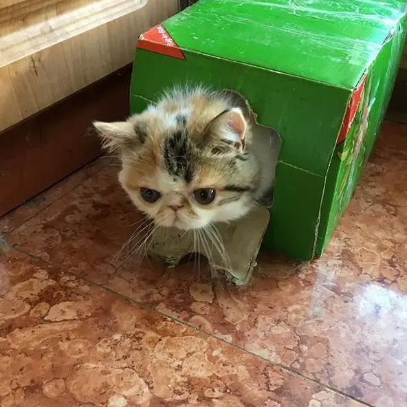 Persian Cat in a box with its head coming out from the hole