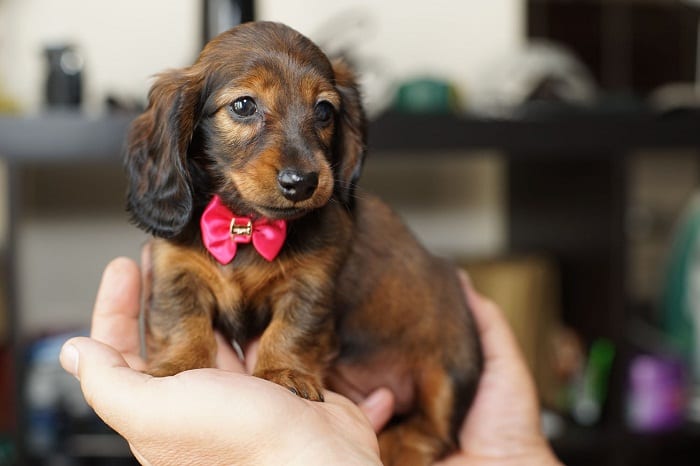An adorable Dachshund puppy in the hand of a person