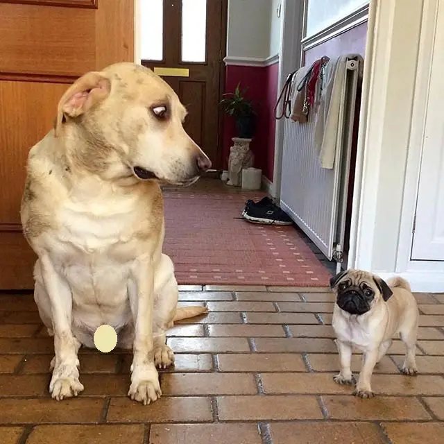 sitting adult dog got shocked with a pug puppy