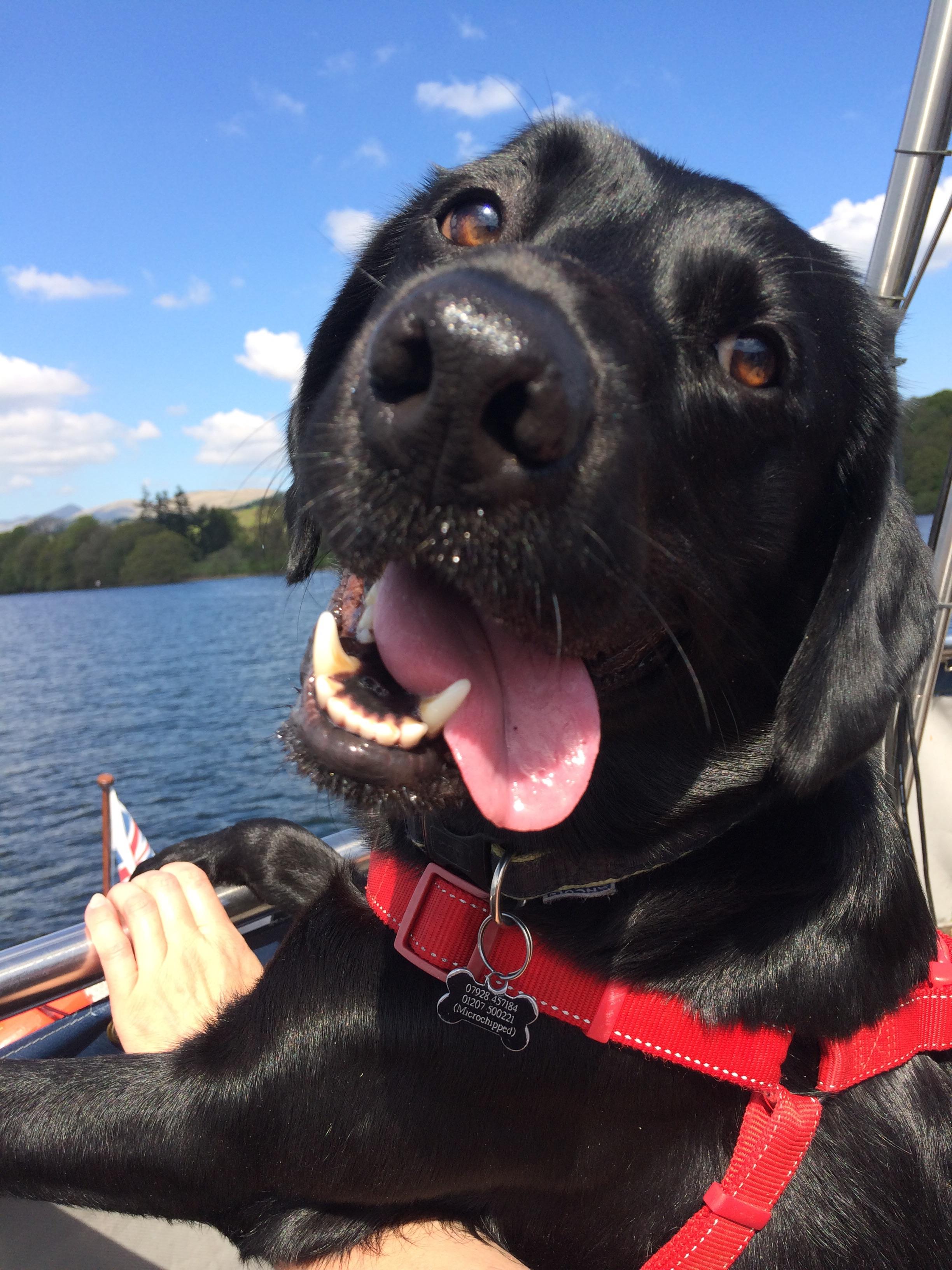 black Labrador on the edge of the boat while looking back with its tongue on the side of its open mouth