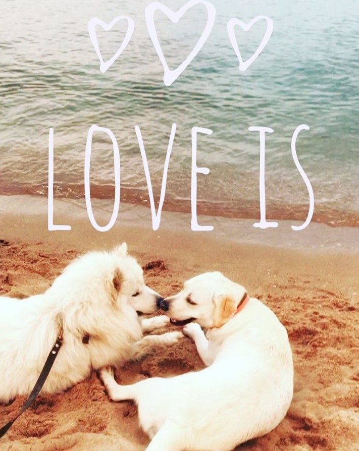 A Labrador Retriever and a samoyed dog lying in the sand at the beach and with text - Love is