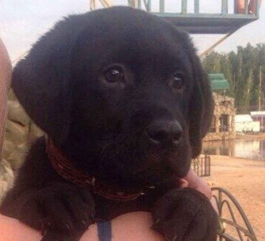 adorable face of a black Labrador Retriever puppy