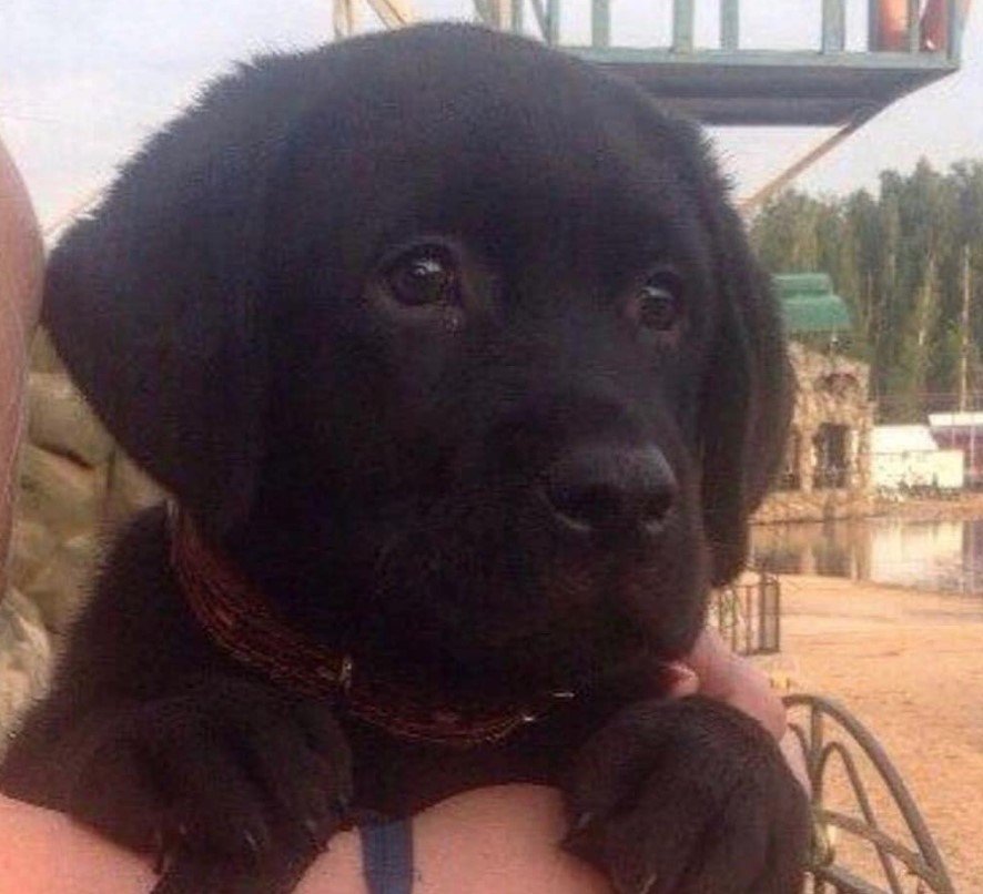 adorable face of a black Labrador Retriever puppy
