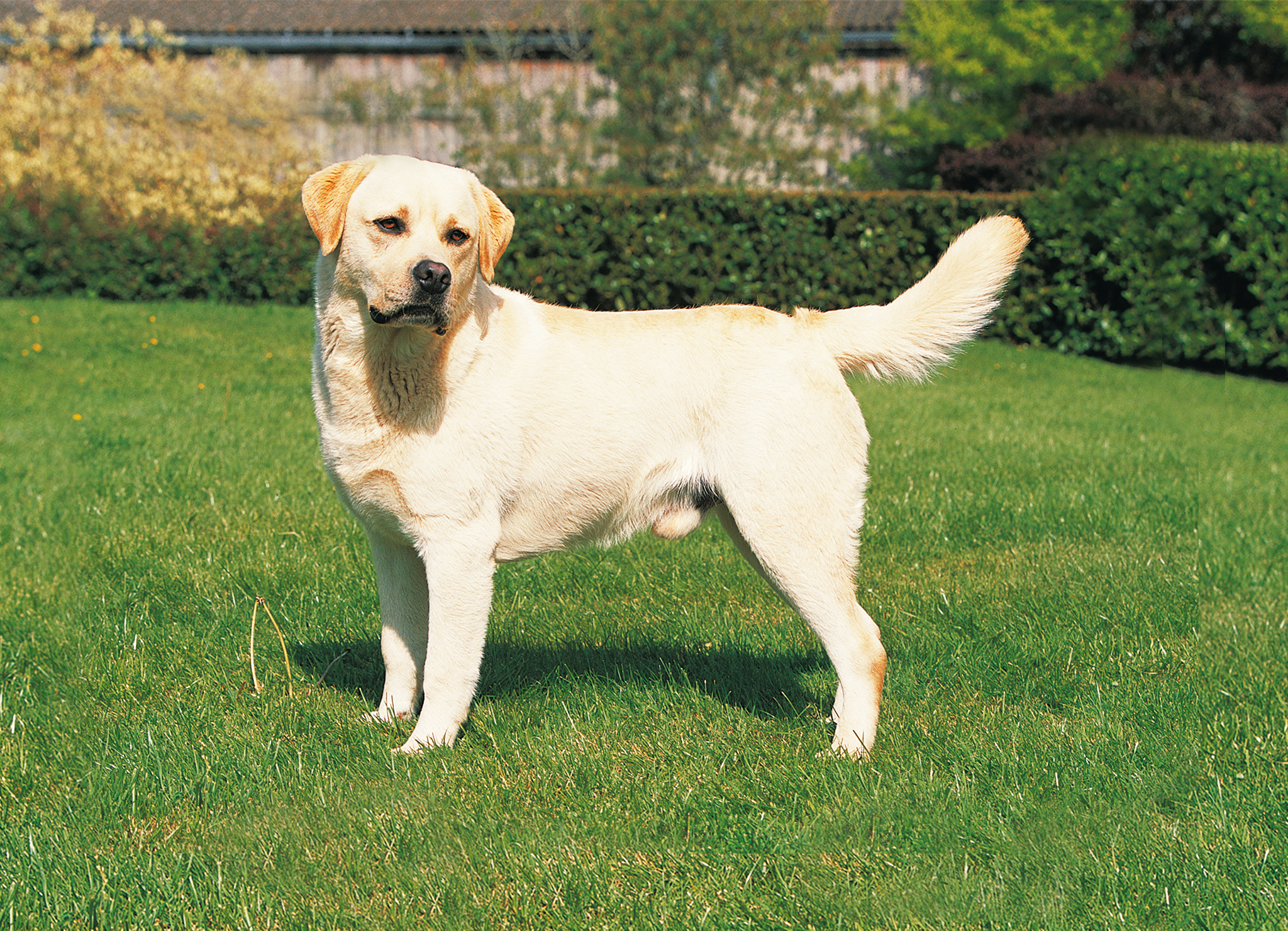 A yellow Labrador Retriever standing in the yard at the park