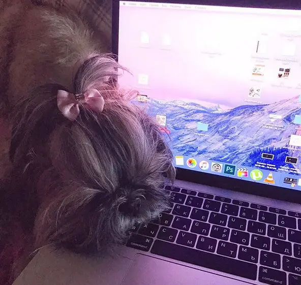 Shih Tzu's face resting on the side of the laptop's keyboard