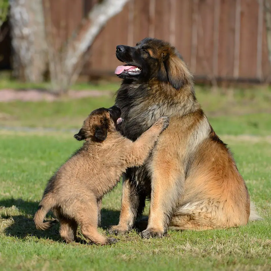 A large Leonberger sitting on the grass with a puppy standing up leaning towards him