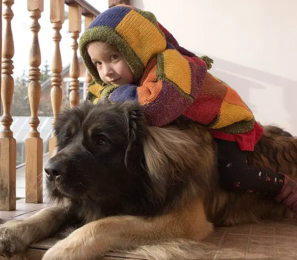 A Leonberger lying by the balcony with a little girl sitting on its back