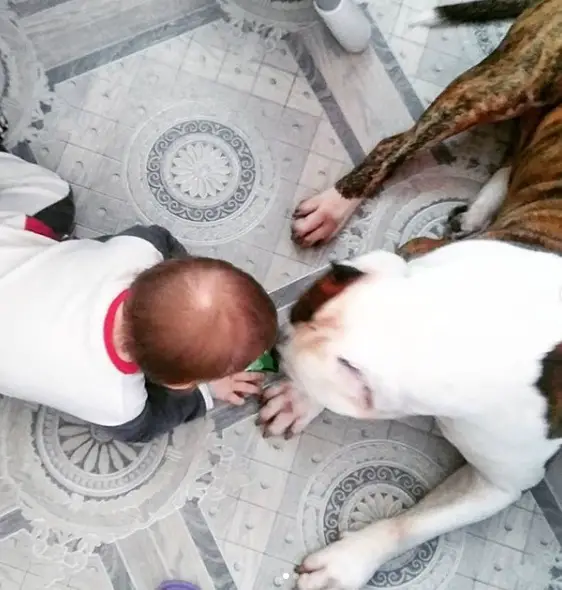 A Staffordshire Bull Terrier lying on the floor with a toddler playing in front of him