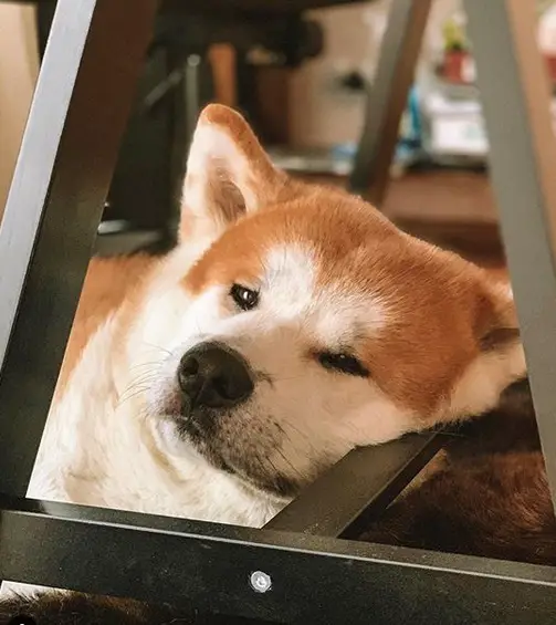 A Akita lying under the chair