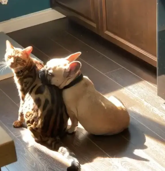 A French Bulldog sitting on the floor leaning towards the back of the cat