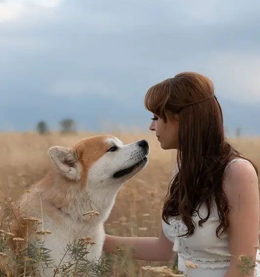 a woman in the field while facing her Akita sitting infront of her