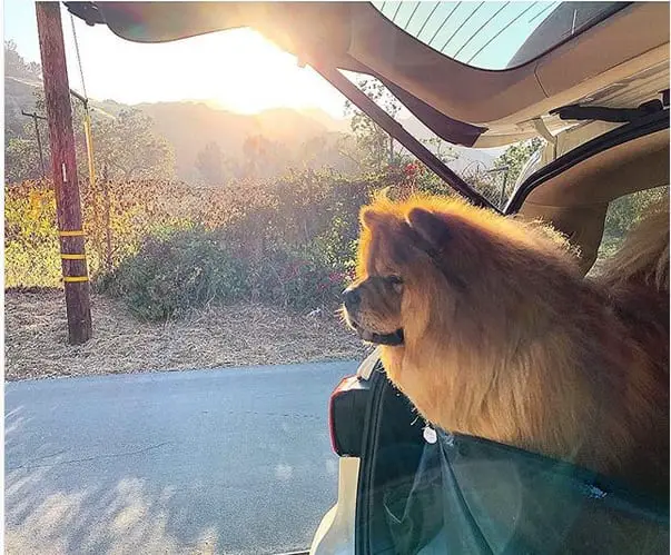 A Chow Chow at the back of the car trunk