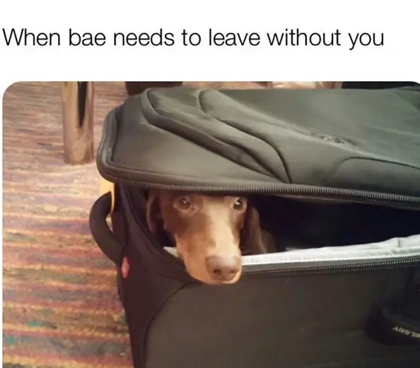 Dachshund lying inside the suit case photo with a caption 