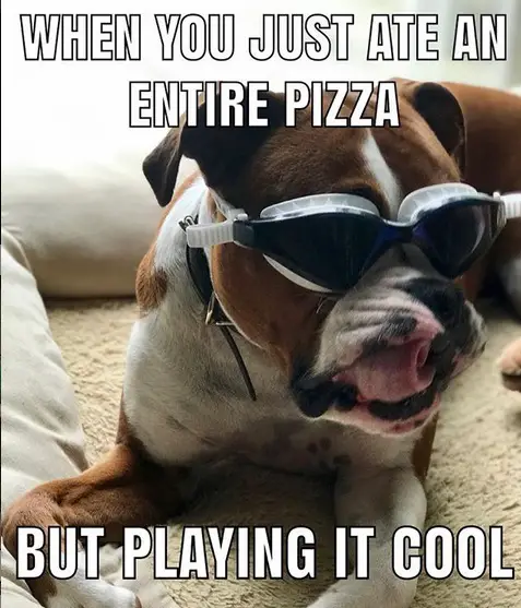 Boxer Dog lying on its bed while wearing goggles photo with a text - "When you just ate an entire pizza but playing it cool"