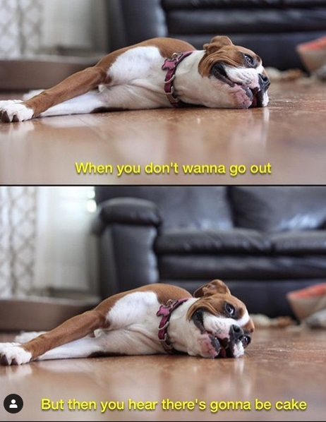 photo of a Boxer Dog lying down on the floor with a text - "when you don't wanna go out" and his photo lying down and smiling with a text - "But then you hear there's gonna be cake"