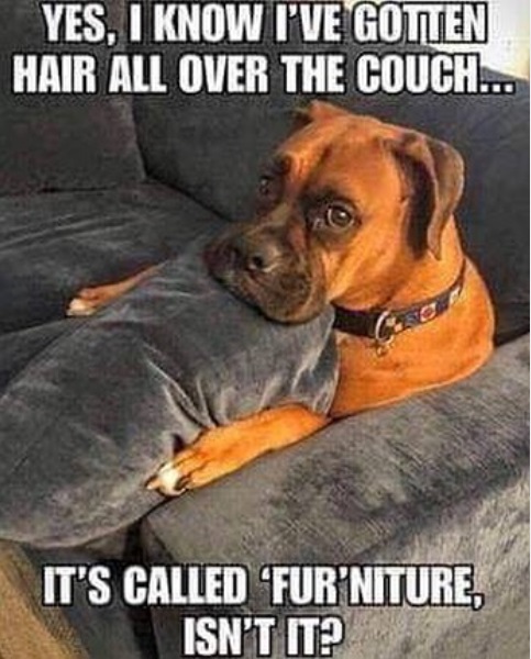 Boxer Dog sitting on the couch while hugging a pillow photo with a text - "yes, I know I've gotten hair all over the couch... it's called "fur"niture, isn't it?"