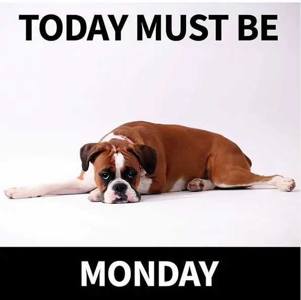 Boxer Dog lying down with its sad face in an isolated white background and a text - "Today must be monday"