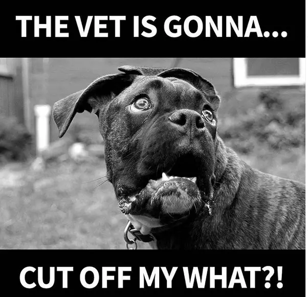 scared face of a Boxer Dog photo with caption - "The vet is gonna cut off my what?"