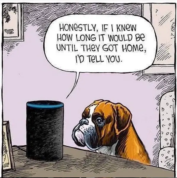 comic Boxer Dog sitting on the while staring at a speaker on the table saying "honestly, If I knew how long it would be until they got home, I'd tell you"
