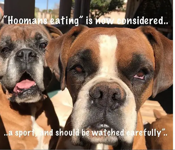 two Boxer Dogs with staring and unamused face photo with a text -"Hoomans eating is now considered.. a sport and should be watched carefully"