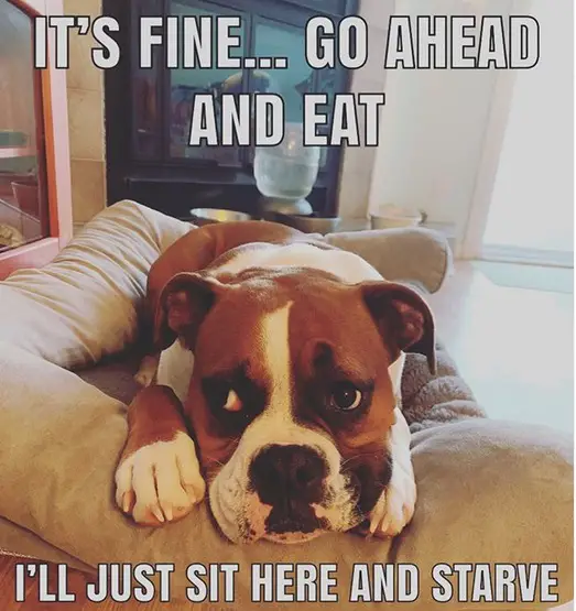 Boxer Dog lying on the couch with its sad face photo and a text - "It's fine... Go ahead and eat. I'll just sit here and starve"