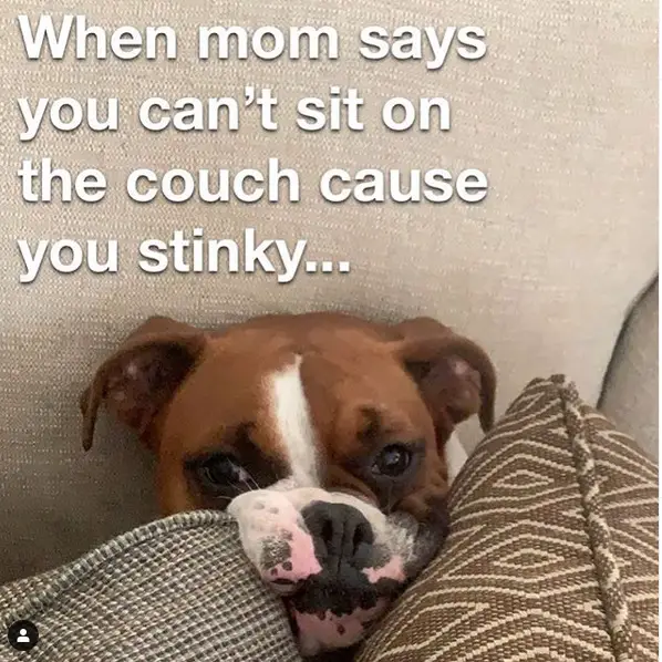 Boxer Dog under the pillows in the couch photo with a text - "When mom says you can't sit on the couch cause you stinky"