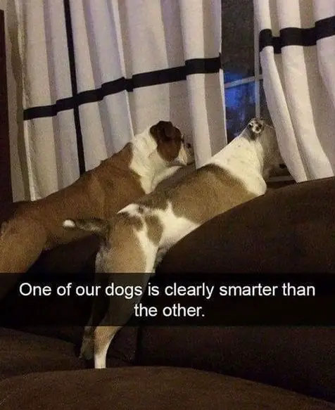 two Boxer Dogs with one looking through the window and the other one is facing the curtain photo with caption - "One of our dogs is clearly smarter than the other."