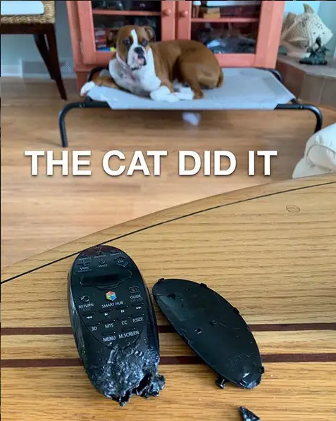 ripped and broken remote on the table with a Boxer Dog behind sitting in its bed photo with a text - "The cat did it" 