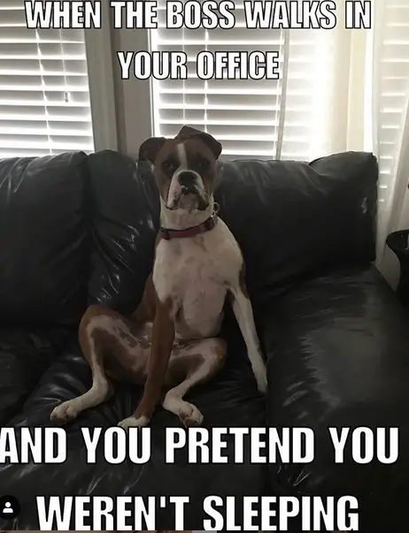Boxer Dog sitting on the couch photo with a text -"When the boss walks in your office and you pretend you weren't sleeping"