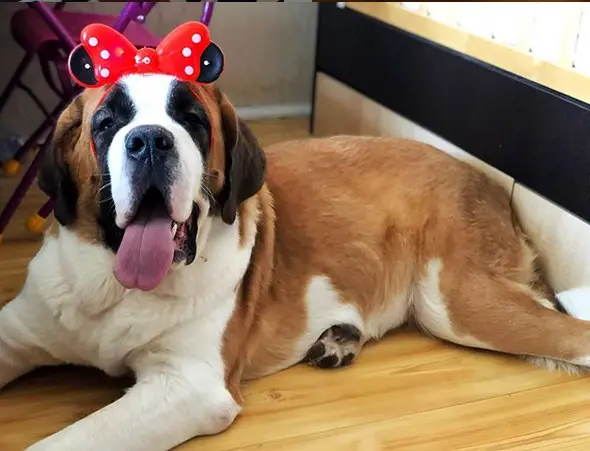 A St. Bernard wearing a mickey mouse headband while lying on the floor and smiling with its tongue out