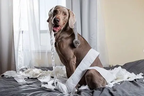 A Weimaraner sitting on the bed with a torn tissue paper around its body