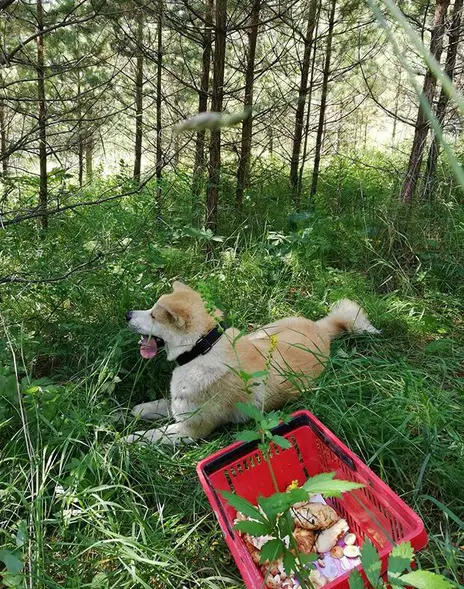 An Akita lying on the grass in the forest next to the harvested mushroom in the basket
