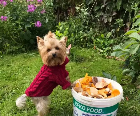 A Yorkshire Terrier wearing a sweater while standing up leaning towards the bucket filled with harvested mushroom in the garden