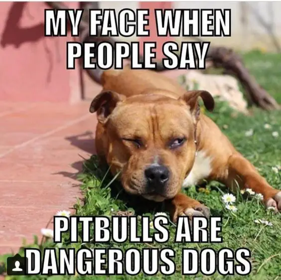 photo of a Pitbull lying down on the grass with its one eye closed and with text - My face when people say pitbulls are dangerous dogs