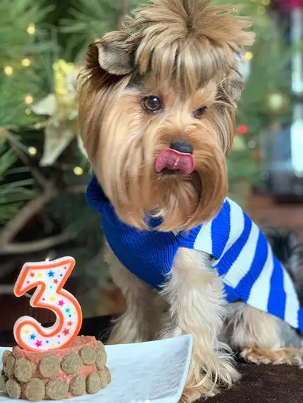 A Yorkshire Terrier wearing a striped sweater while sitting on top of the table behind its birthday cake