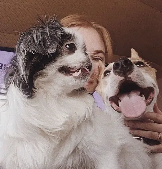 a woman with her Japanese Chin and her other dog