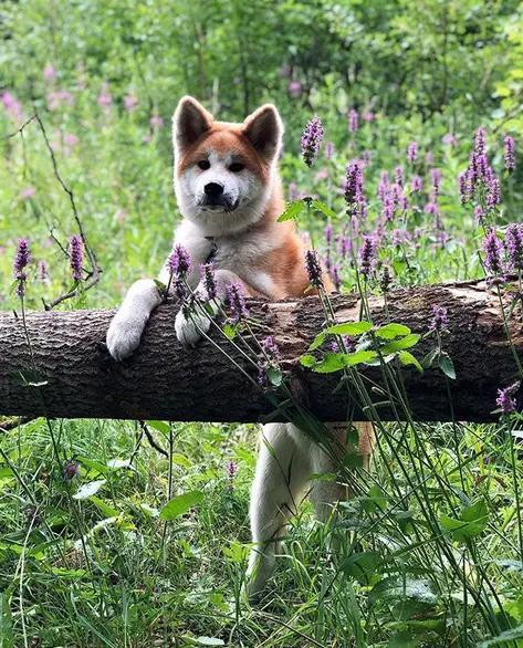 An Akita standing behind the tree trunk in the forest